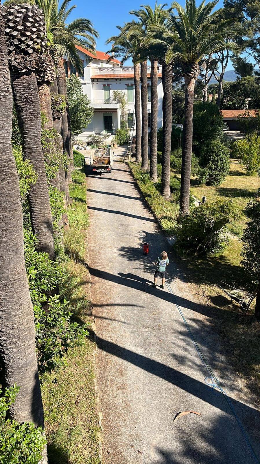Allée de palmiers