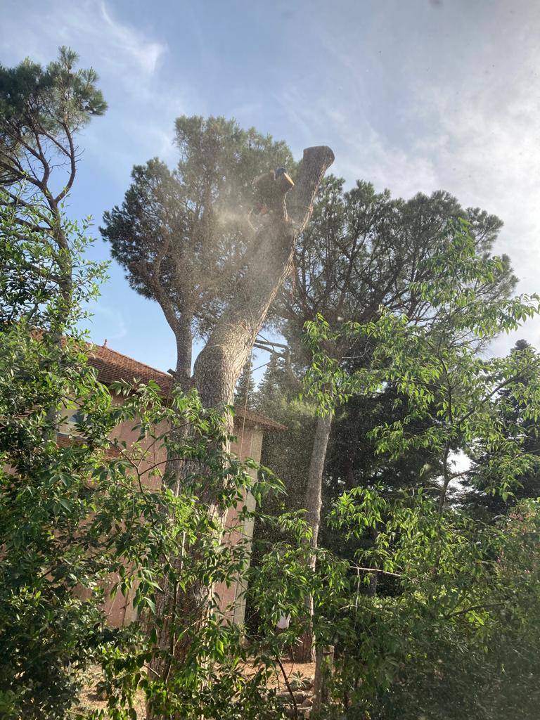 Intervention sur arbre de grande hauteur