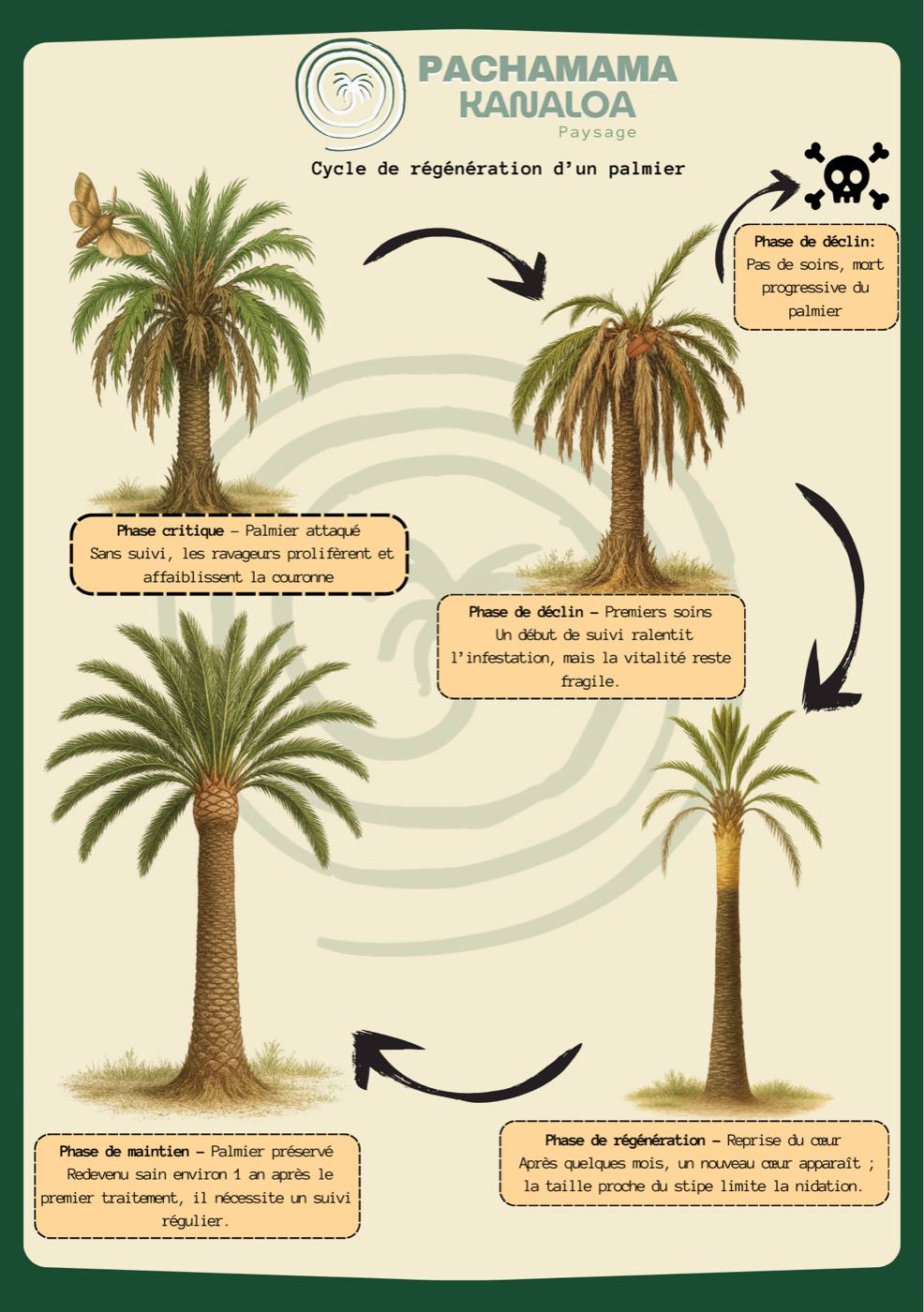 Infographie : cycle de régénération d'un palmier, de la phase critique à la phase de maintien