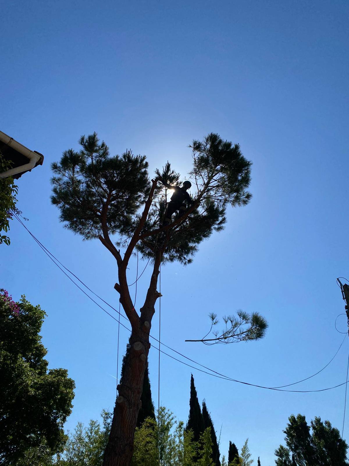 Élagage d'un pin en contre-jour
