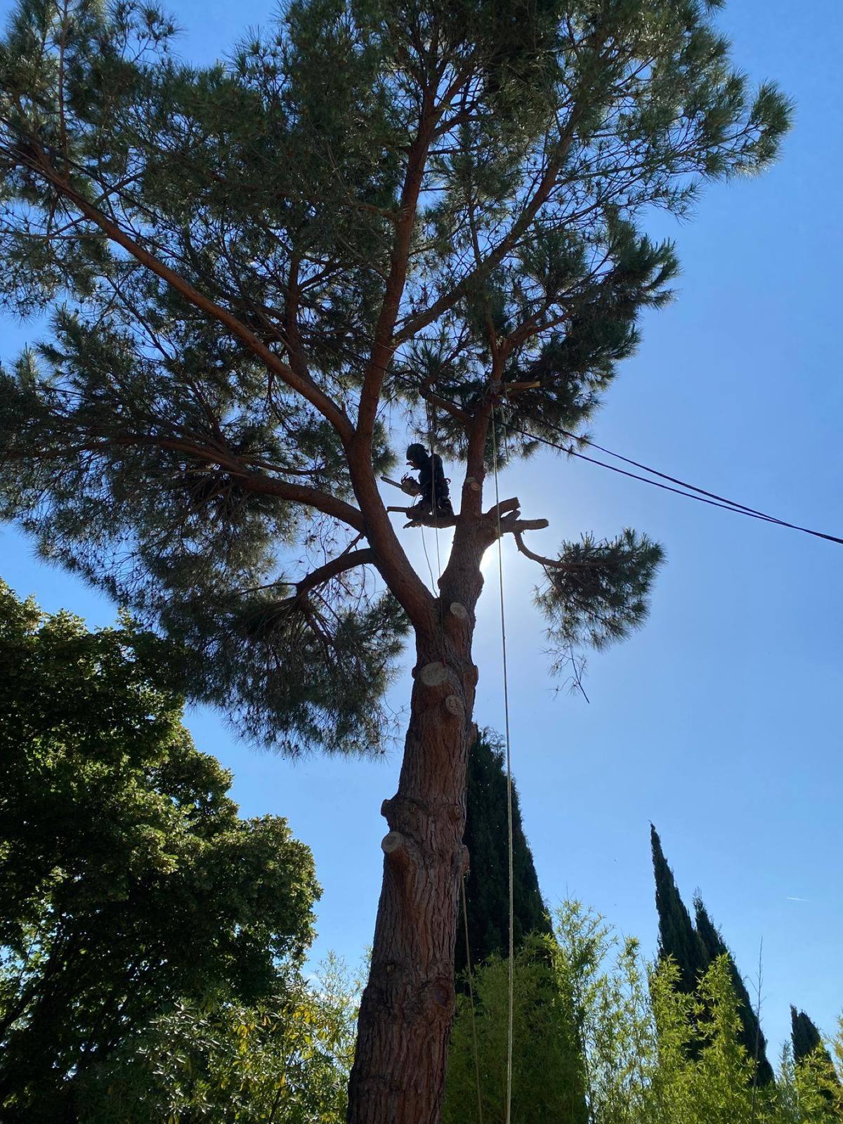 Élagage d'un pin en hauteur