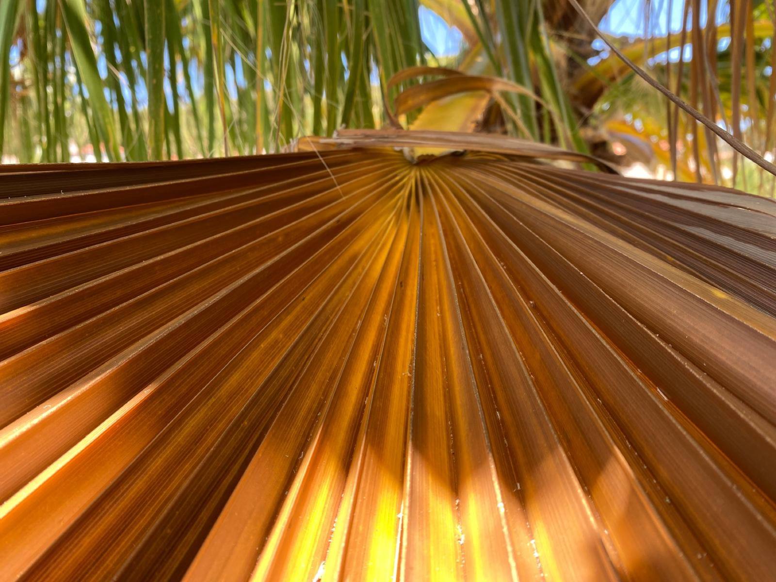 Palme dorée en contre-jour