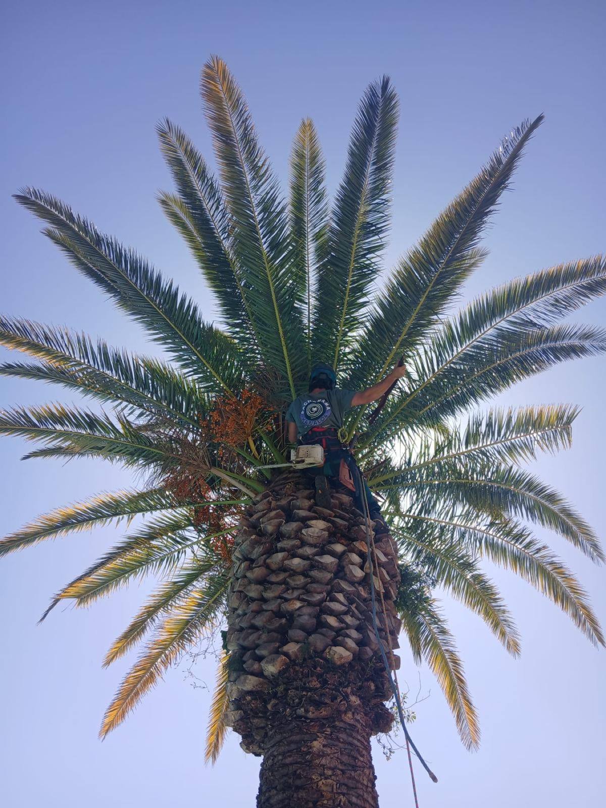 Couronne de palmier après taille