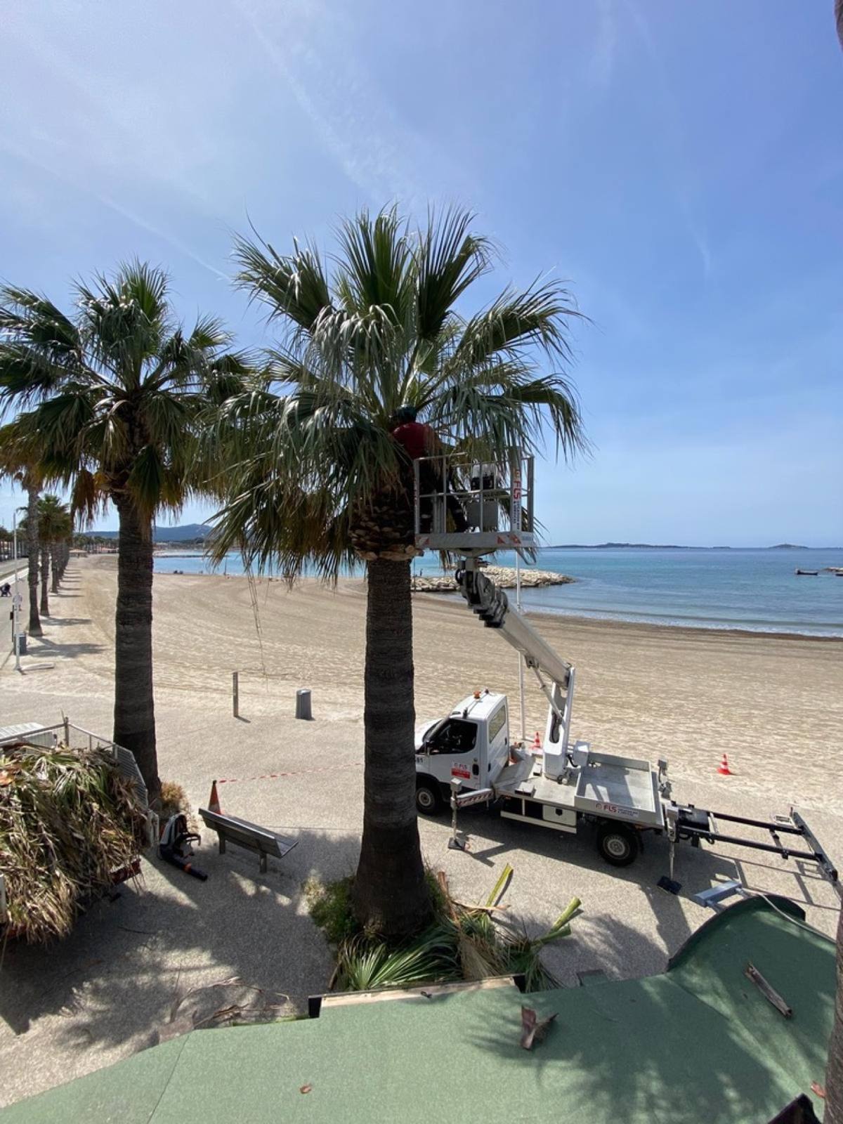 Palmiers en bord de mer